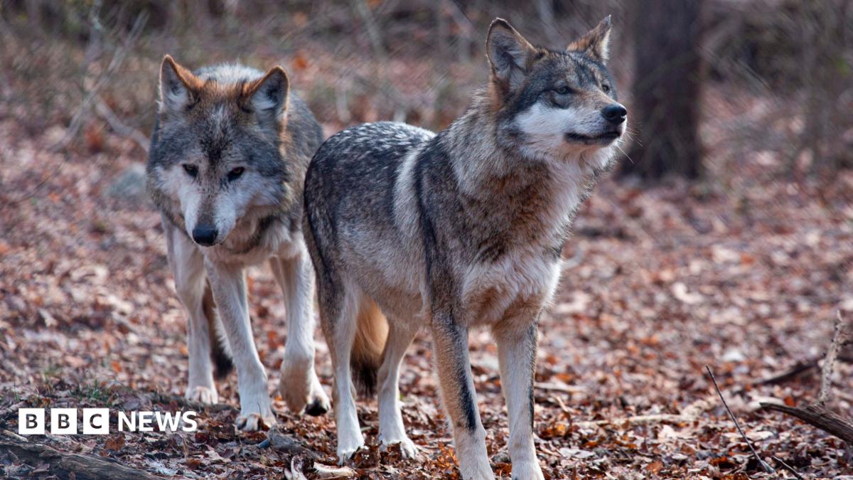 Trump signs order to remove endangered species protection for grey wolves 1 bddd 351282998660