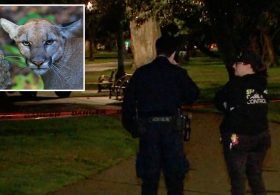 Mountain lion lurks in a tree on busy residential street in San Francisco — as animal control scrambles