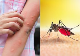 Dangerous mosquito-borne virus spreads in Florida as officials warn of rising cases