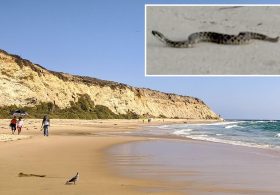 Camouflaged rattlesnake caught in bizarre dance on SoCal beach during rare encounter
