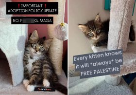 NYC kitten rescue defends ‘NO F–KING MAGA’ adoption policy as PETA calls for it to be abolished