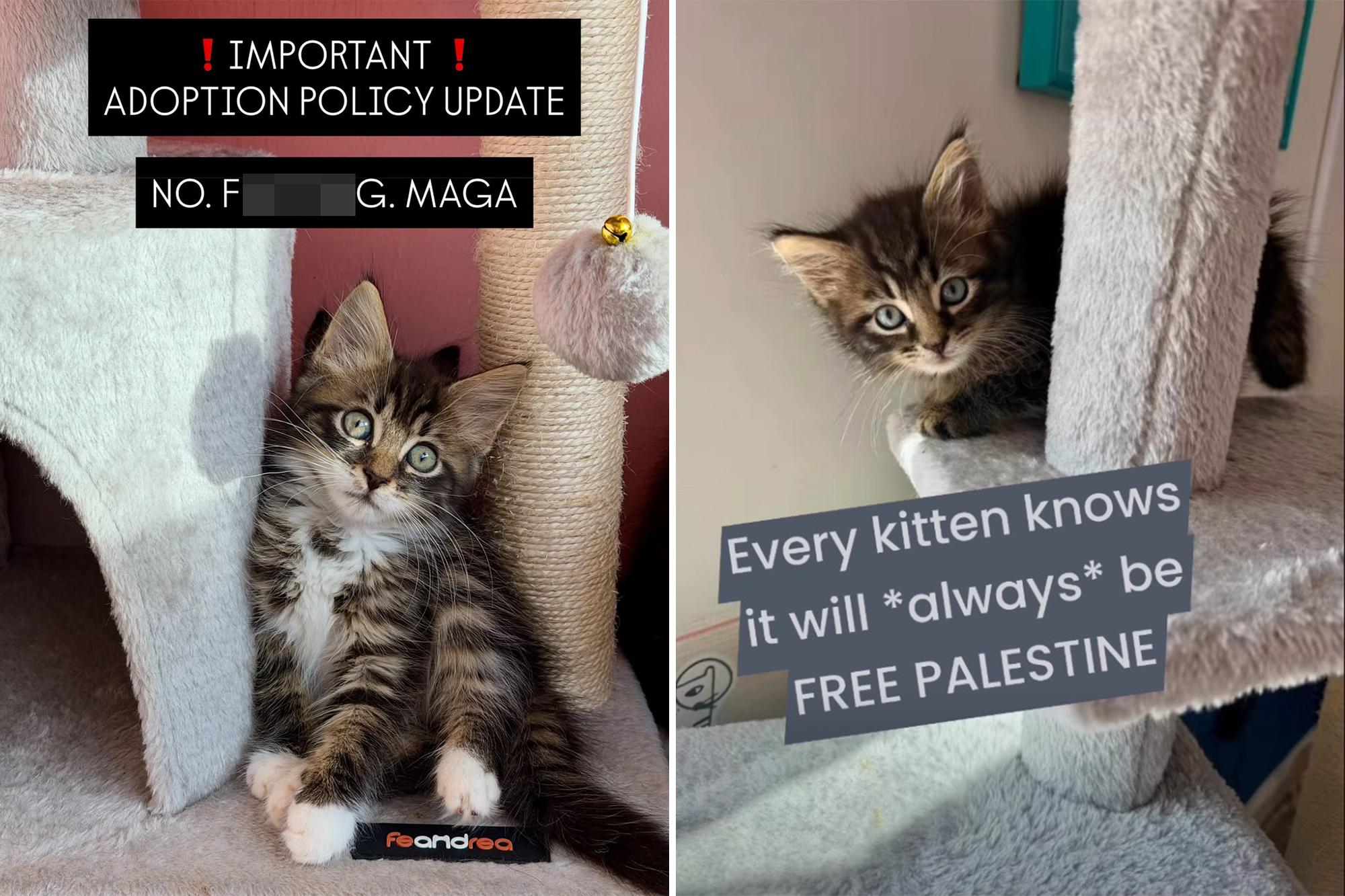 NYC kitten rescue defends ‘NO F–KING MAGA’ adoption policy as PETA calls for it to be abolished 142280002