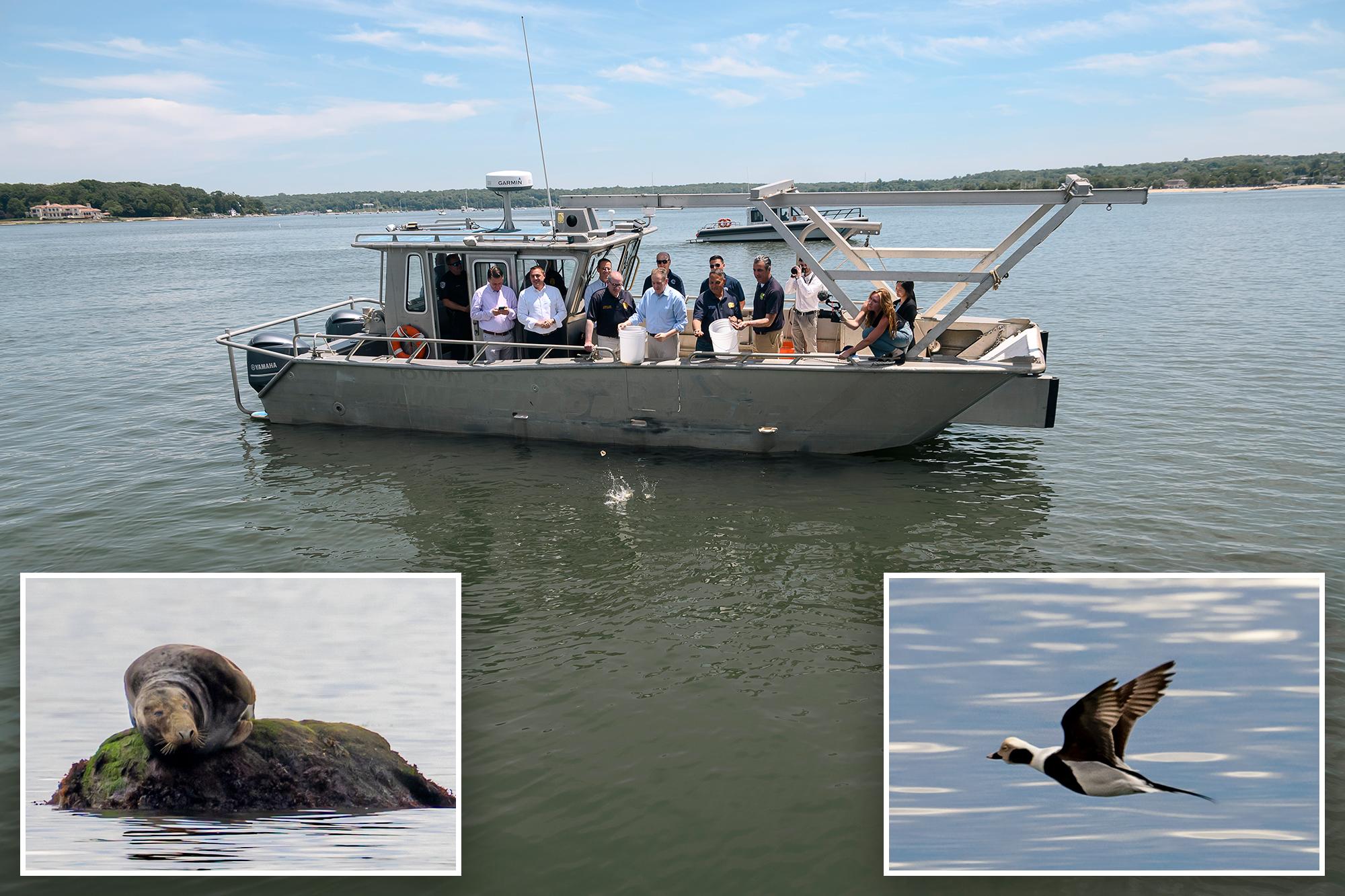 Long Island Sound shows signs of a comeback as water quality continues to improve 142287951