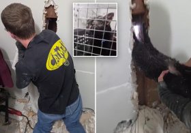 Long Island ‘catman’ to the rescue, as man pulls pet to safety after 5 days trapped upside down