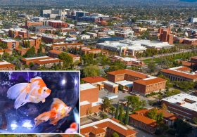 Arizona frat suspended for force feeding pledges goldfish: report
