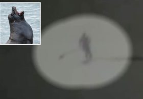 Moment aggressive sea lion knocks paddle boarder into the ocean and tears at her hair off California