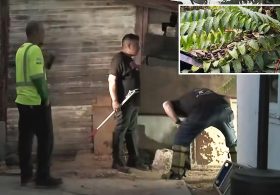 Bizarre hoax uncovered after SoCal cops went hunting for deadly viper