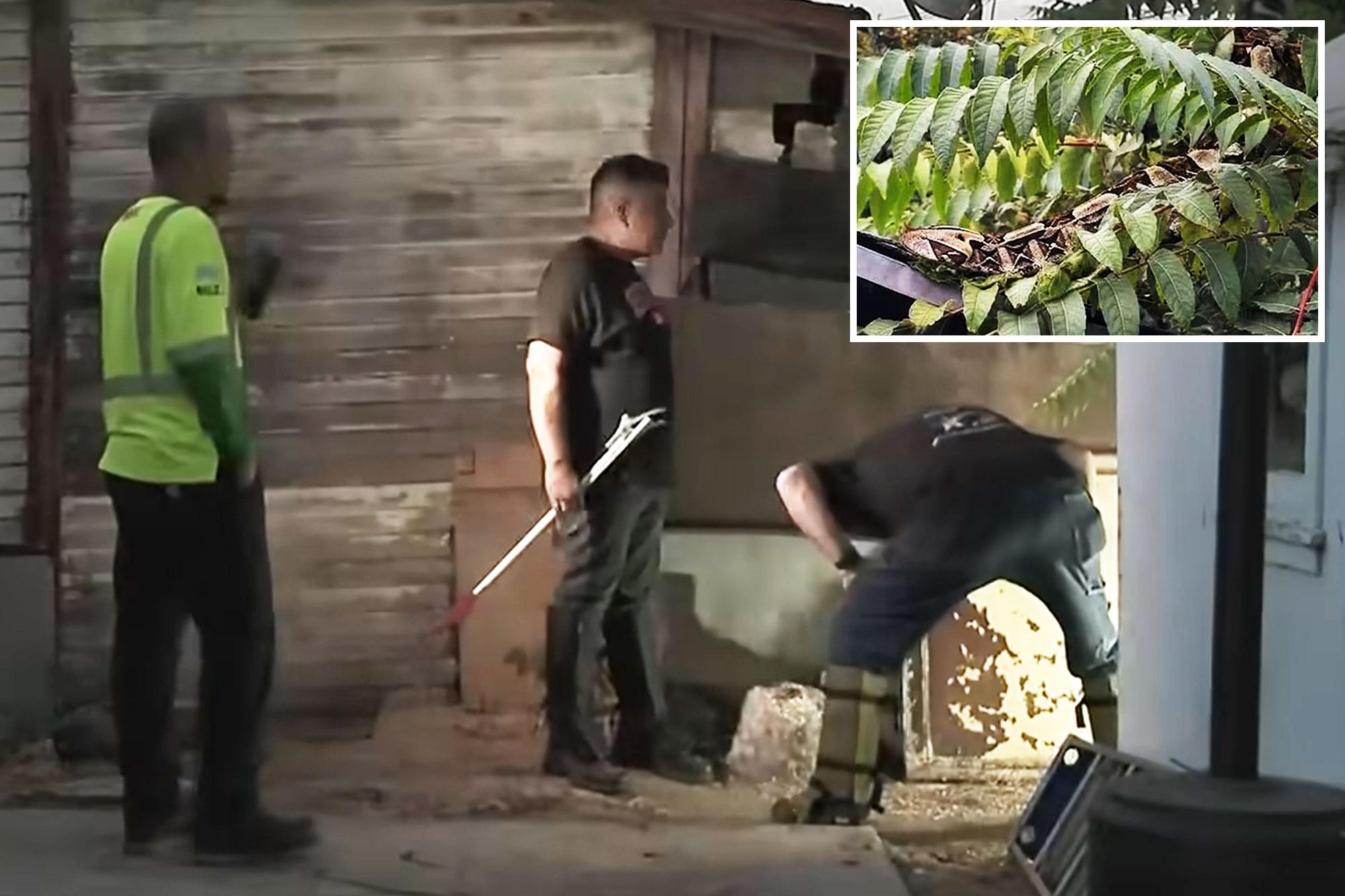 Bizarre hoax uncovered after SoCal cops went hunting for deadly viper 143022943 1