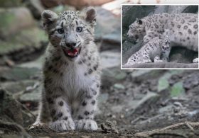 Bronx Zoo welcomes adorable snow leopard cub threatened by extinction