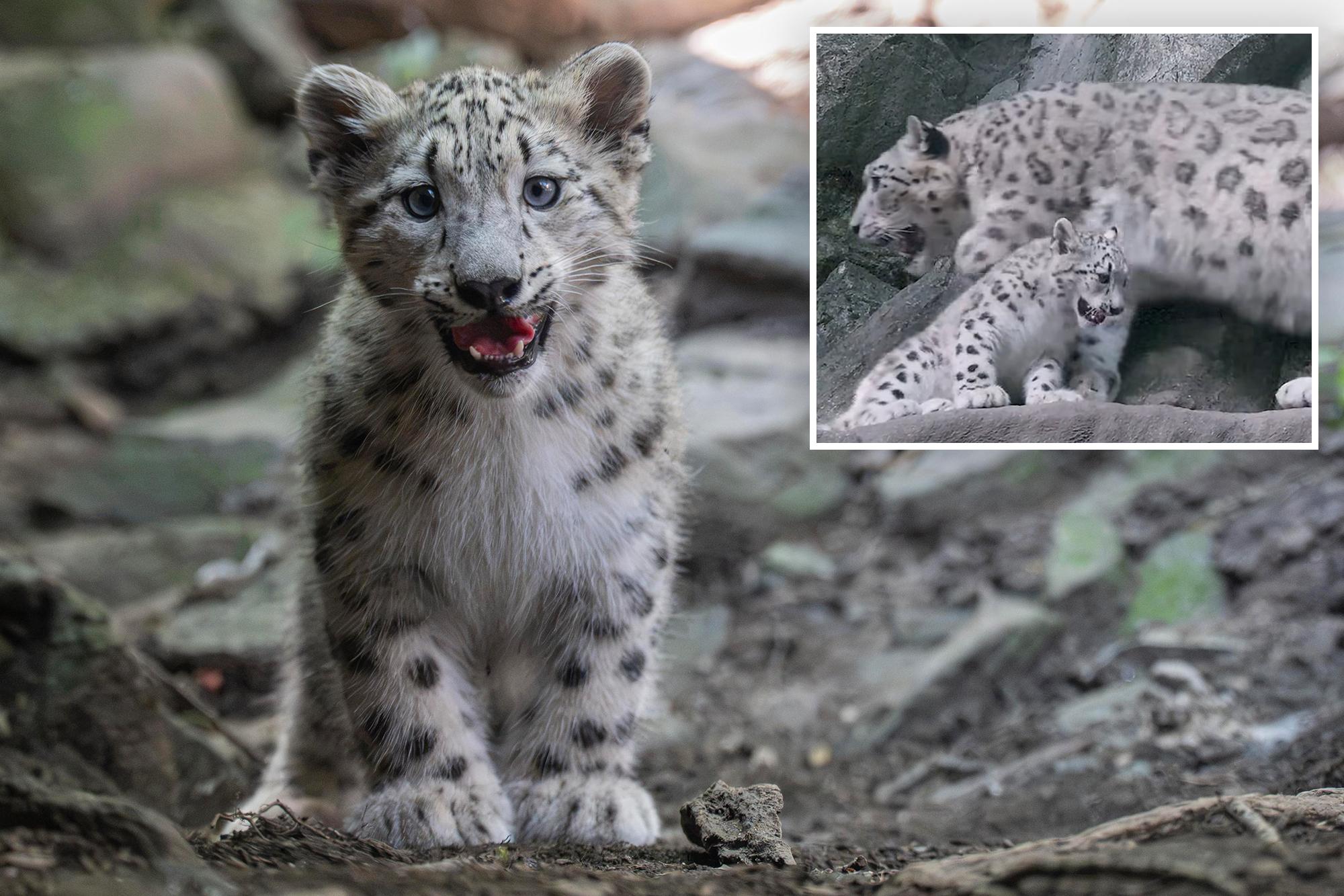 Bronx Zoo welcomes adorable snow leopard cub threatened by extinction 143195185