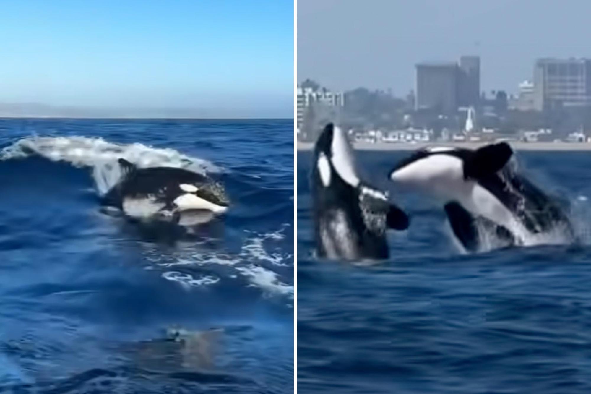 El Nino sends world’s most dangerous apex sea predator to Orange County beaches 143205218