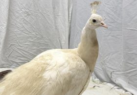 Beloved neighborhood peacock ‘Sugar’ gets ritzy relocation after recovering from mailman attack