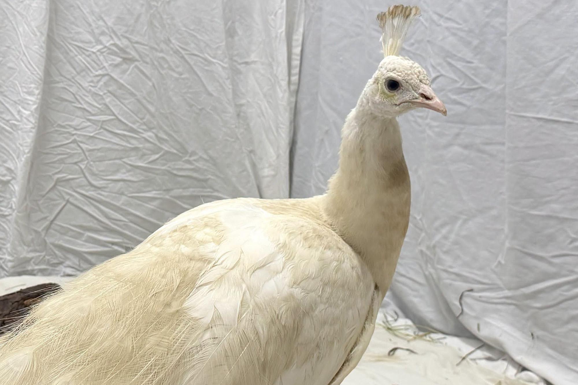 Beloved neighborhood peacock ‘Sugar’ gets ritzy relocation after recovering from mailman attack 143230707