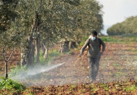 Pesticides poison nearly half of world’s farmers each year – study