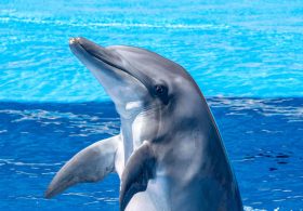 Migrants Ignite Fury After Video Shows Baby Bottlenose Dolphin Beaten During Beach Celebration