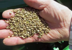 Hemp ban delayed by four weeks after House passes stopgap funding bill