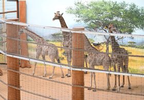 Eight Namibian giraffes arrive in Russia (VIDEOS)