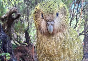 Kākāpō rising: 90 chicks swell population of world’s heaviest parrot…