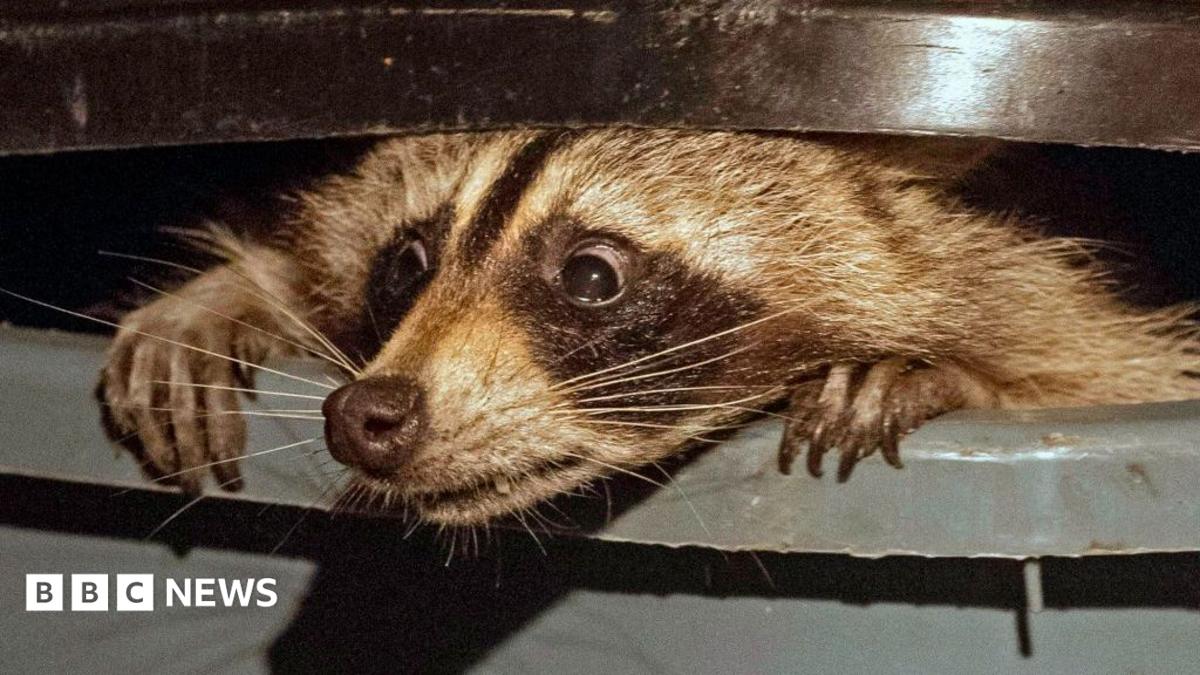 US dictionary adds 1,400 words, including neckbeard, trash panda and cuffing season 94b2cc 1
