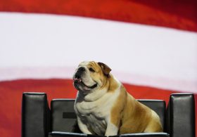 Jim Justice celebrates early birthday for Babydog Justice