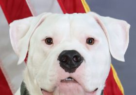 BATTLE-READY DOGO: Rescued Deaf Molosser Prepares to Deploy with Michigan National Guard