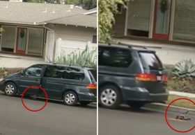 California woman’s cruel tactics exposed as police search for minivan used to crush puppy