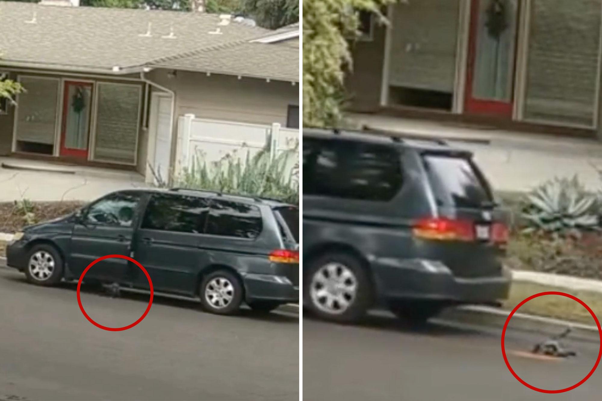 California woman’s cruel tactics exposed as police search for minivan used to crush puppy CAR001