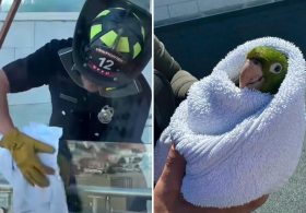 Exotic bird gets high-flying rescue from SF balcony — as parrots flock to celebrate