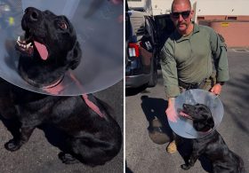 Police K-9 bloodied after sinister felon bites off part of its ear during dangerous takedown