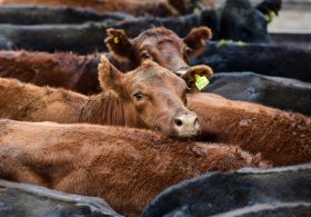 Trump Turns to Foreign Beef to Lower Prices While Moving to Protect U.S. Ranchers
