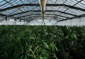 Legal cannabis produces almost $8.4B in California taxes