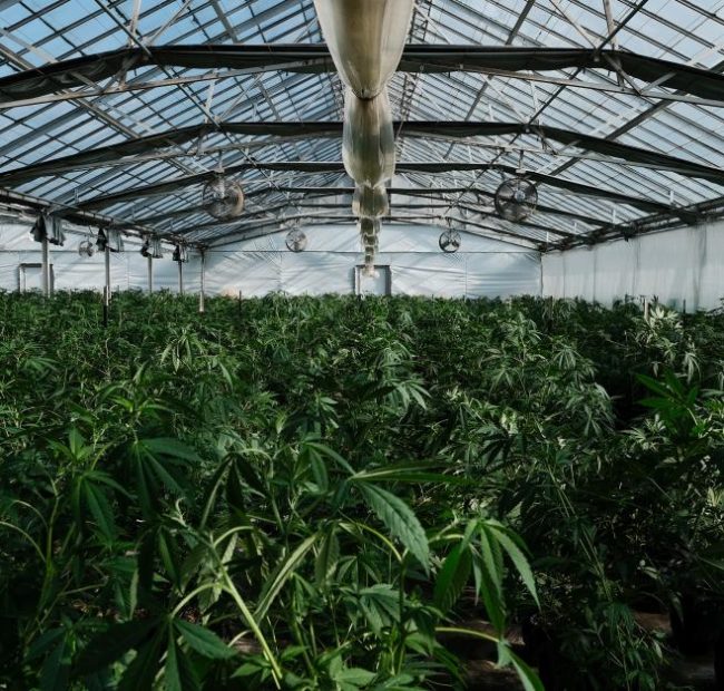 Legal cannabis produces almost $8.4B in California taxes