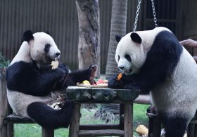 GOP Big Spenders, Panda Diplomacy, and a Transgender Jesus?