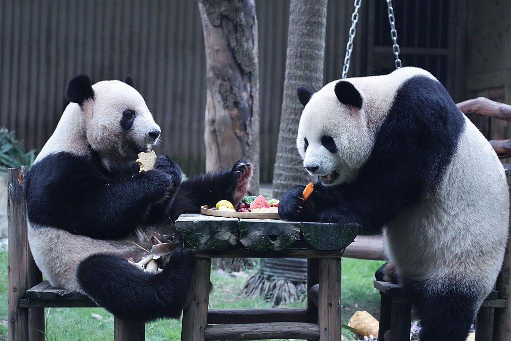 GOP Big Spenders, Panda Diplomacy, and a Transgender Jesus? GettyImages 22970371281 1024x683 1
