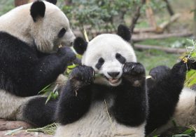 Xi confirms China to send 2 giant pandas to Atlanta zoo