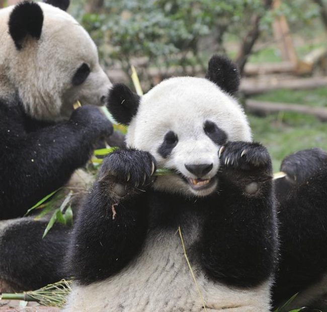 Xi confirms China to send 2 giant pandas to Atlanta zoo
