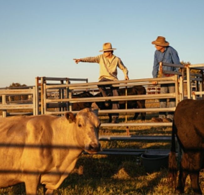 Trump Announces Plan to Help Ranchers Going Through Beef Market ‘Hell’