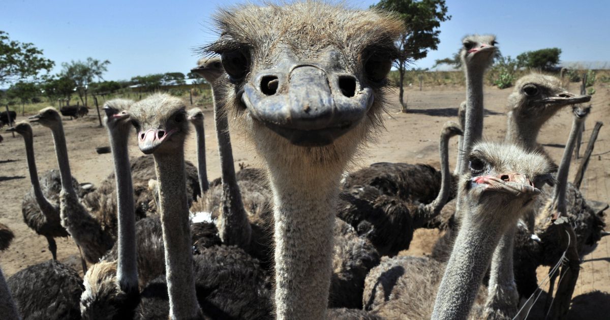 Kentucky Ostrich Farm Offers Alternative for People Allergic to Red Meat After Tick Bites: 'Similar to Steak' Ostriches