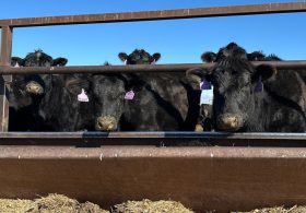 Trump faces down beef backlash. Will import plan pay off?