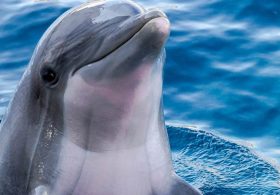 Cruelty in Ceuta: Video Shows Migrants Mercilessly Attacking Protected Sea Mammal