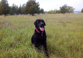 Burnham Burns Brexit Bridges, Fairford Follies Find the Harkles, and Labour Loathes Labradors