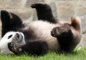 China’s Cutest Diplomats Just Landed in Atlanta