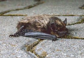 Woman sparks panicked search after touching rabid bat on Minneapolis street