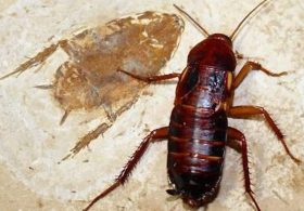 What Is Cockroach Milk? Scientists Win 2026 Ig Nobel Prize for Bizarre Discovery