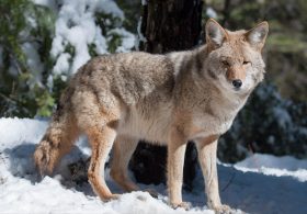 Lone wolf makes rare appearance in California county far beyond known packs