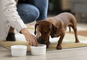 Fi Dog Supplement Salmonella Recall: Full List of Recalled Products, Lot Numbers and What Pet Owners Should Do