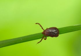 Scientists Discover New Tick-Borne Virus After Spread of Mystery Illness