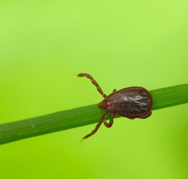 Scientists Discover New Tick-Borne Virus After Spread of Mystery Illness