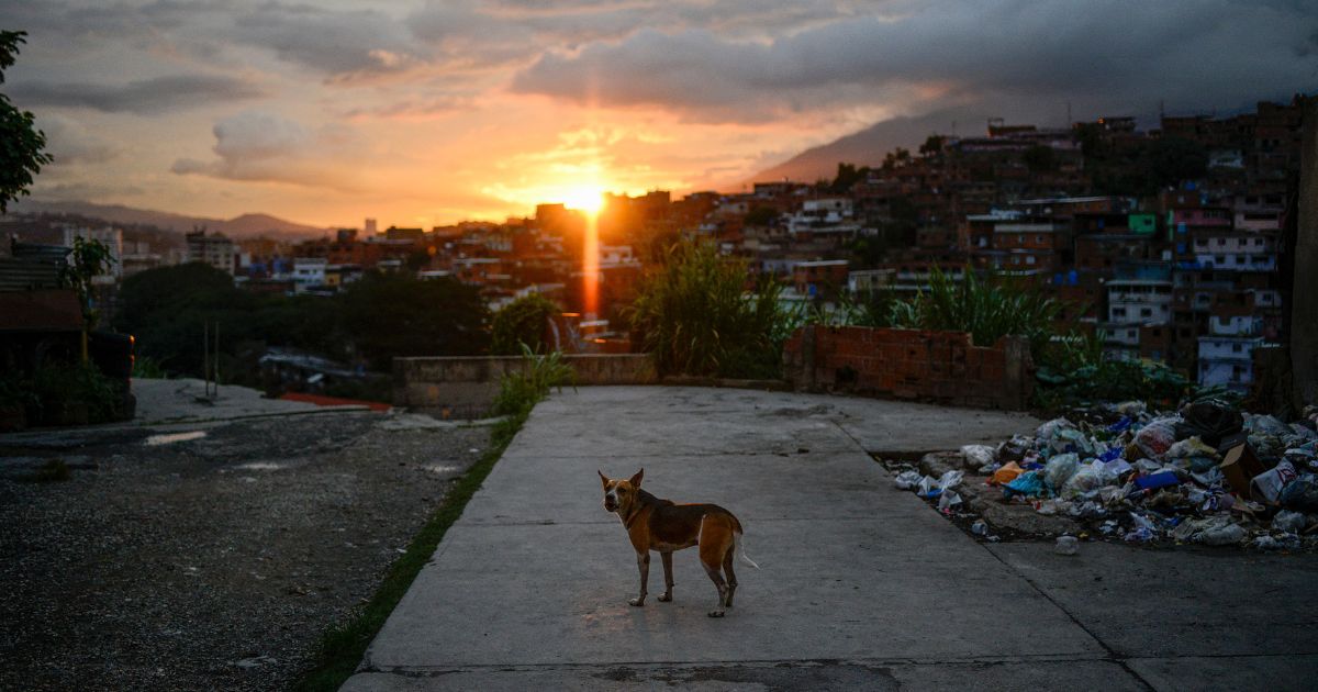 DSA Says Smash Capitalism to Free the Animals: Their Socialist Comrades in Venezuela Ate Dogs, Cats, and Pigeons eature Image 2026 09 09T195550668