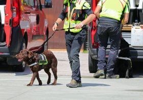 Police K-9 Limps Out Hospital to a Round of Applause After Surgery for a Catastrophic On-Duty Injury